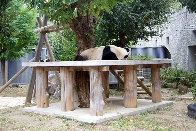 神戸市立王子動物園のジャイアントパンダ