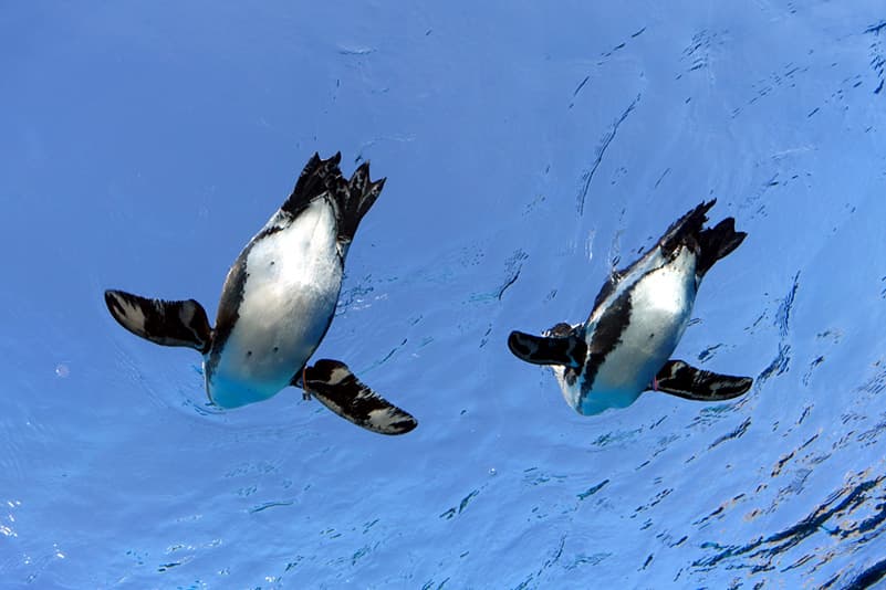サンシャイン水族館のペンギン