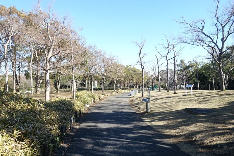 水辺の自然