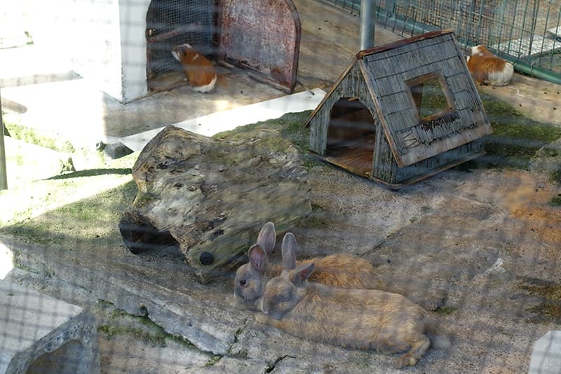 ウサギとモルモット