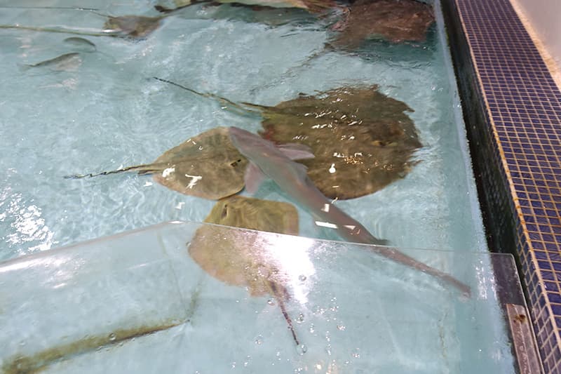 姫路市立水族館のタッチプール