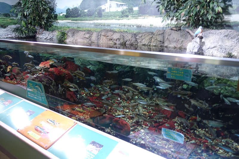 姫路市立水族館の展示
