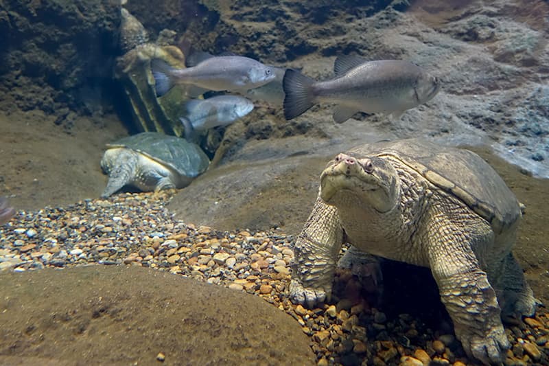 姫路市立水族館の生き物