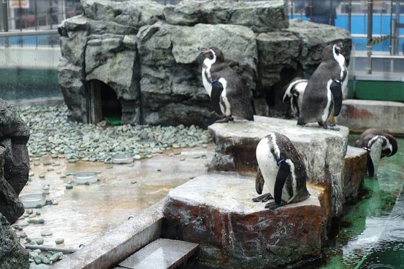 姫路市立水族館のペンギン