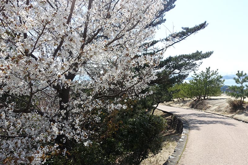 鷲羽山展望台の桜