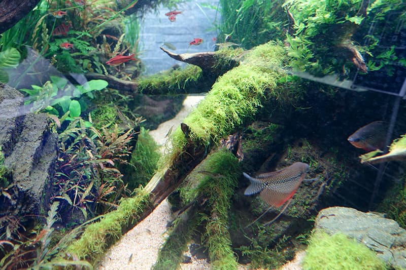 自然水景の熱帯魚