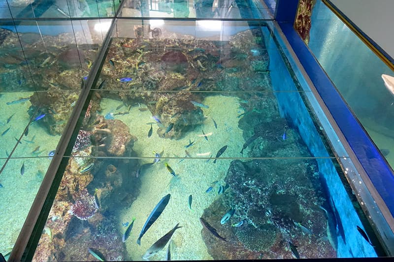 越前松島水族館の珊瑚礁水槽