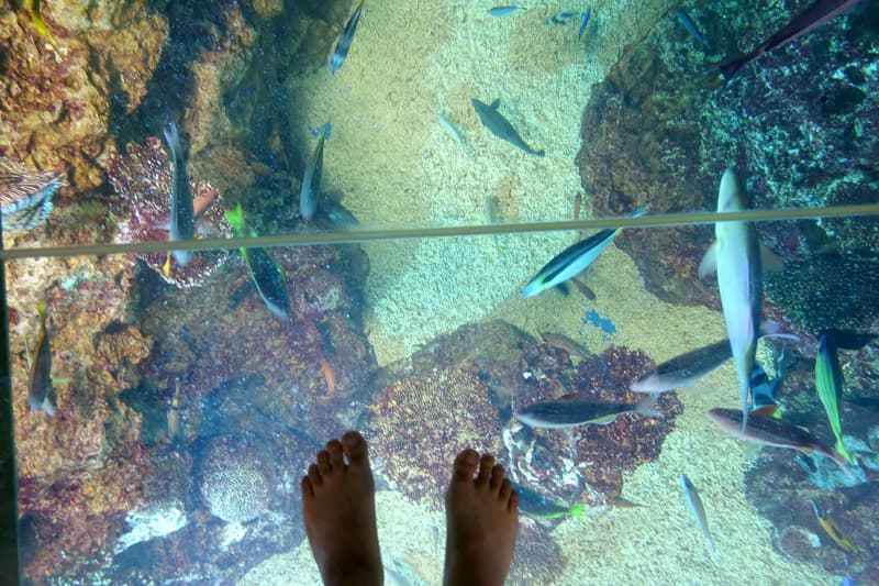 越前松島水族館の珊瑚礁水槽