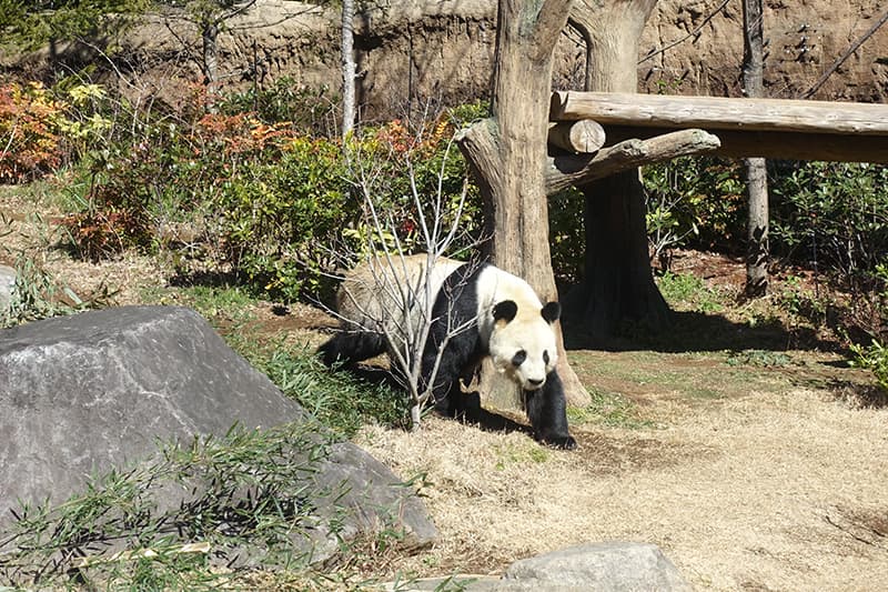 上野動物園のパンダ リーリー