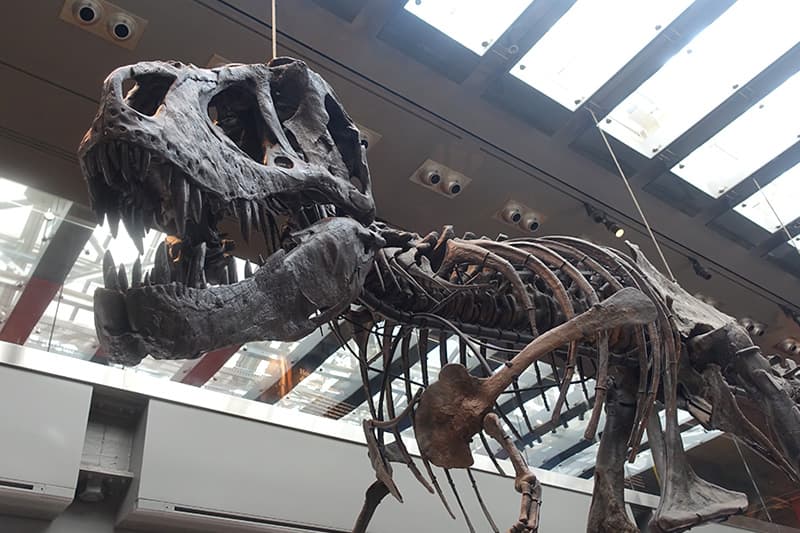 ロサンゼルス自然史博物館の化石
