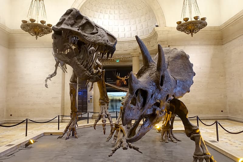 ティラノサウルス レックスとトリケラトプスの化石