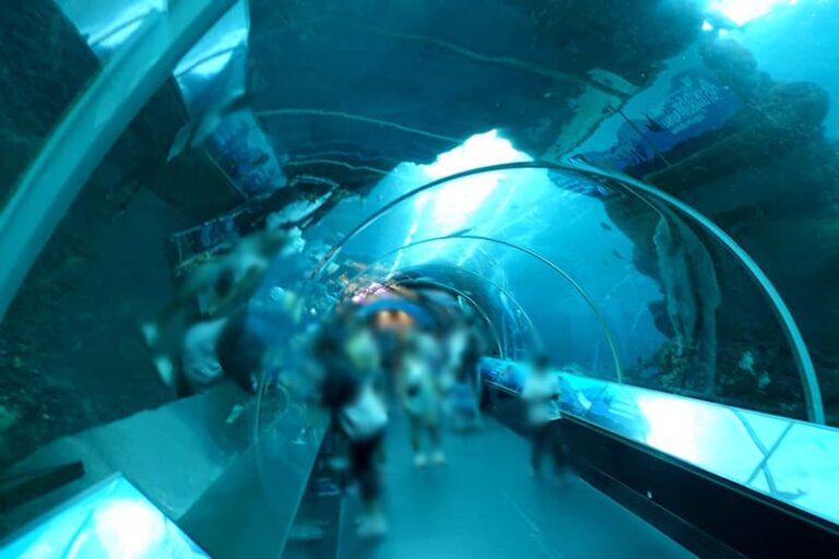 シンガポールのシーアクアリウム完全ガイド！見どころ・アクセス・お得なチケット情報を徹底解説 ビリオンログ billionlog