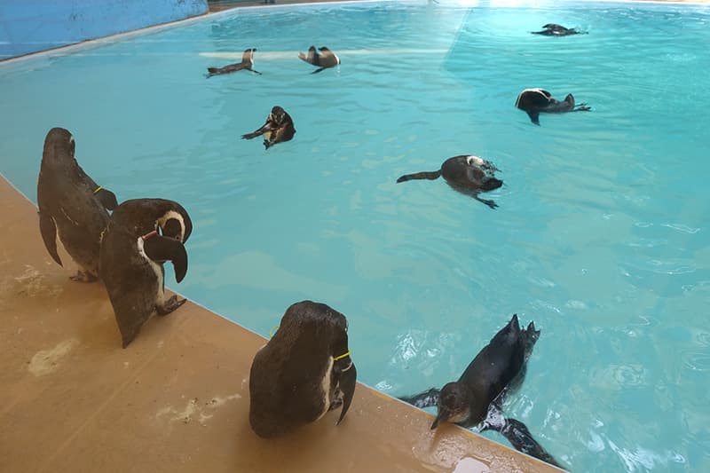 新屋島水族館のフンボルトペンギン