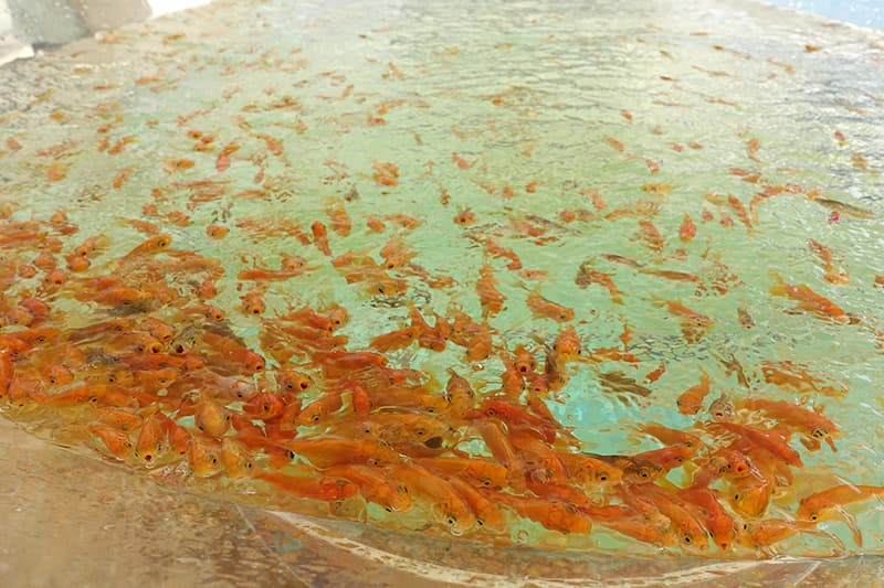 金魚の水槽