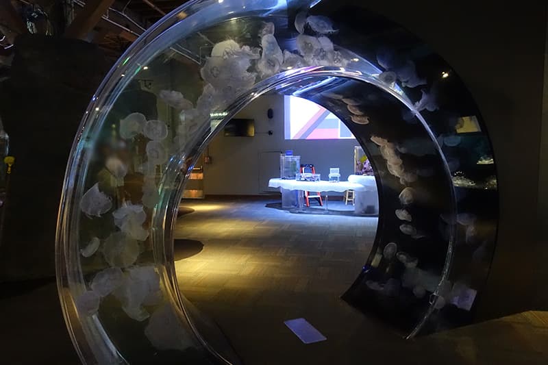 シアトル水族館のクラゲの水槽