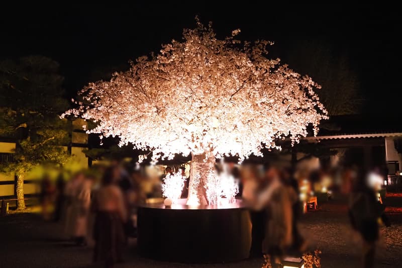 NAKED桜まつり 2024 世界遺産 二条城の桜の飲料スペース