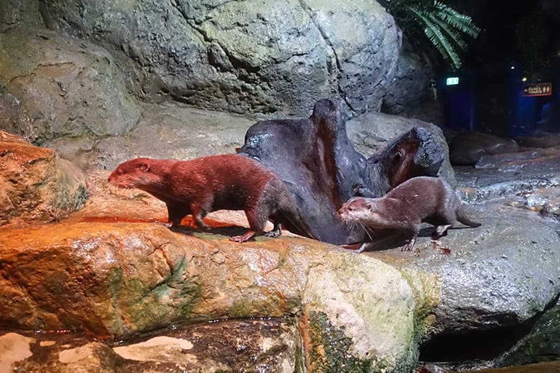 シーライフ バンコク オーシャン ワールドのカワウソ