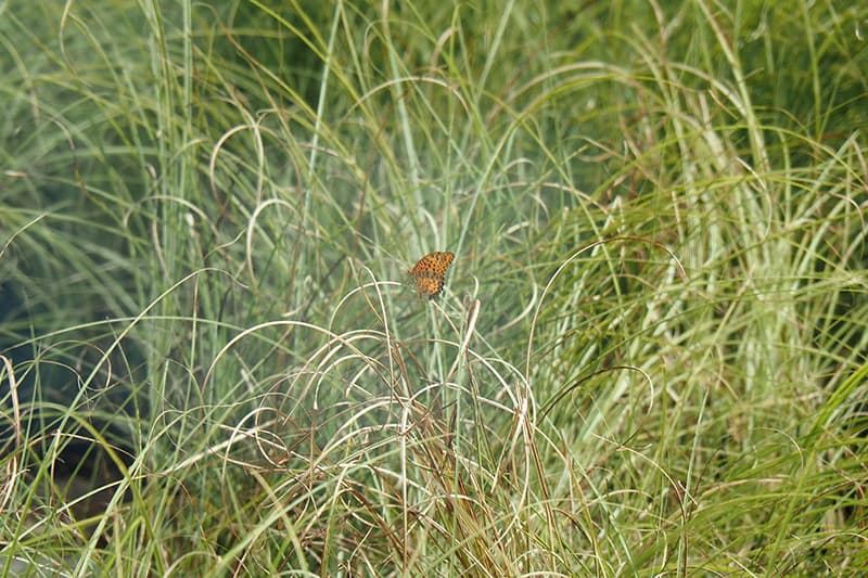 チームラボ風と雨と太陽の草原のチョウ