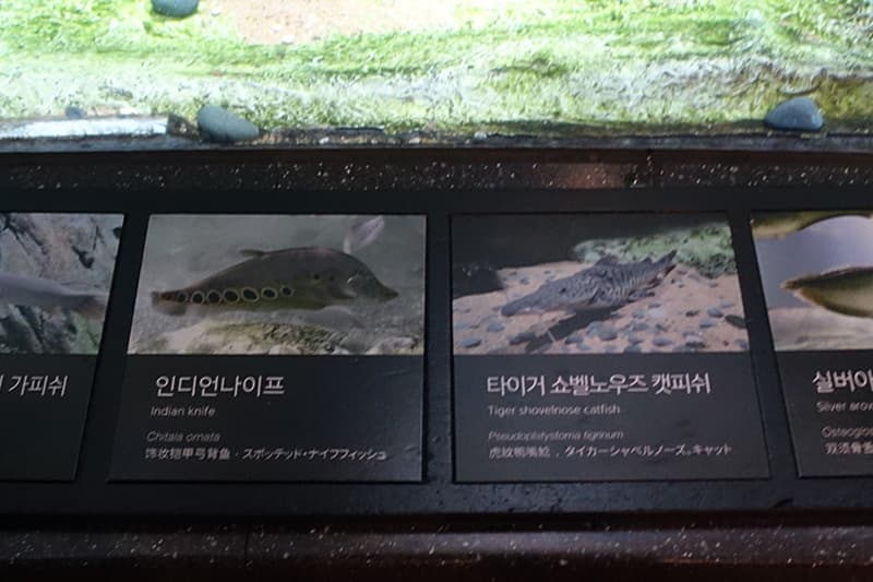 韓国のコエックス アクアリウムの生き物の紹介パネル