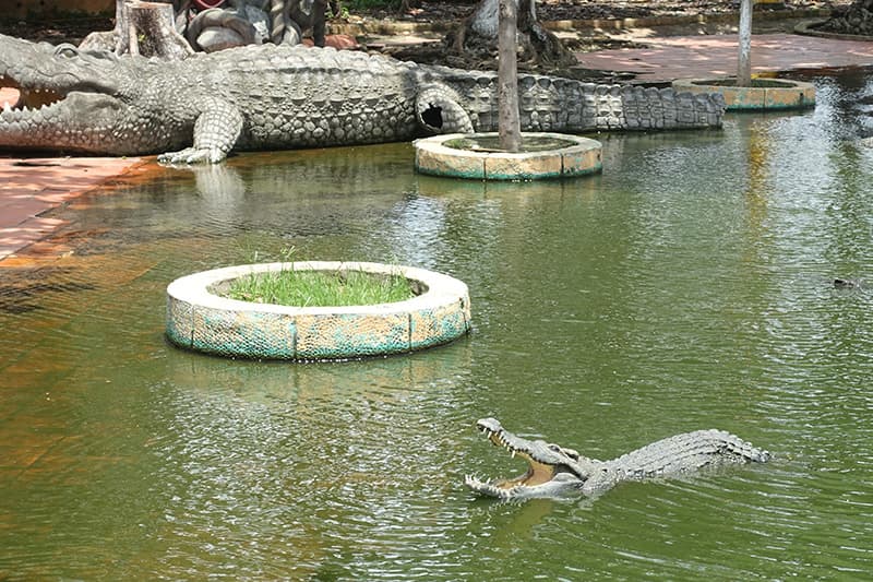 スイティエン公園のワニ釣り