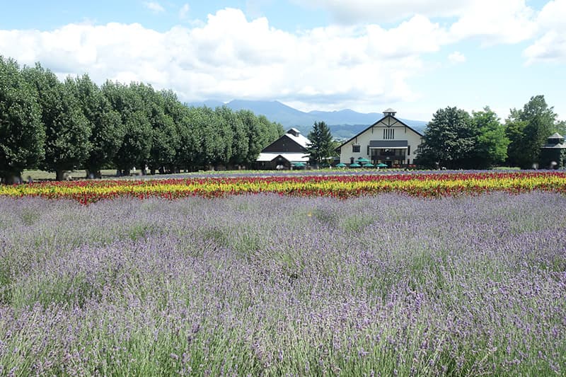 ファーム富田のラベンダー畑