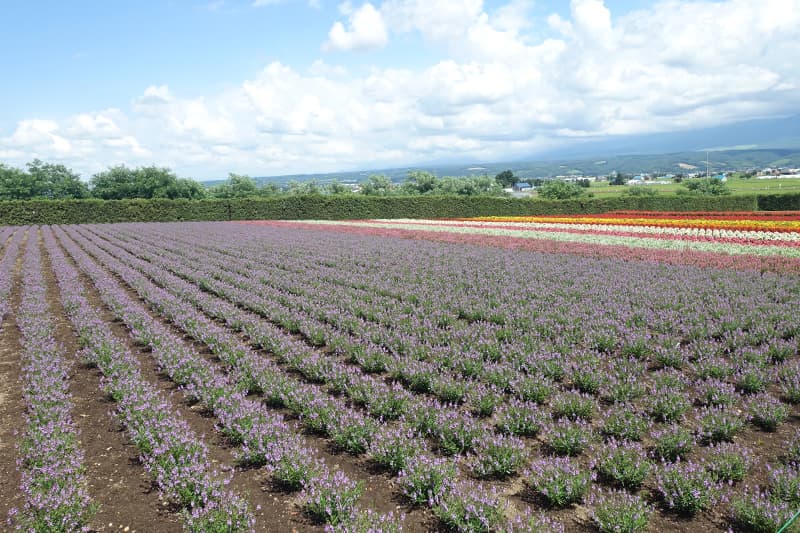ファーム富田の花畑