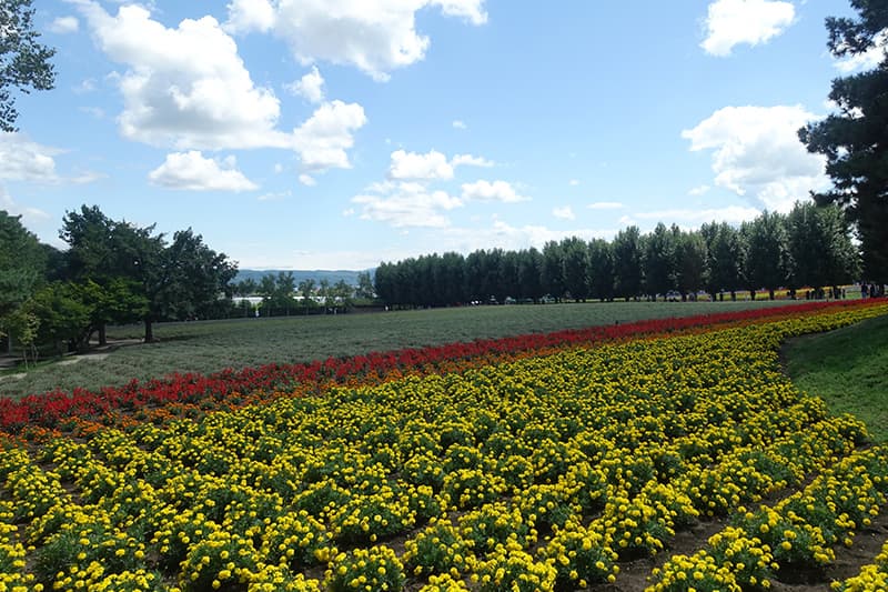 ファーム富田の花畑